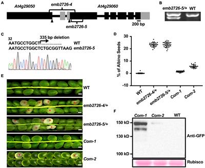 Plastid-Localized EMB2726 Is Involved in Chloroplast Biogenesis and Early Embryo Development in Arabidopsis